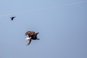 Bald Eagle (Haliaeetus leucocephalus) flying with a dead rabbit in its talons