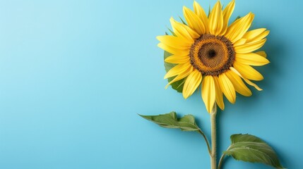 Obraz premium Close up top view of sunflower on blue background with copy space