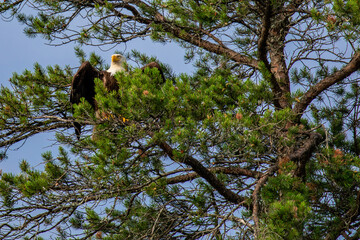 Bald Eagle (Haliaeetus leucocephalus) adult, perched in a Wisconsin pine tree