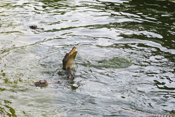 Close up salt crocodile is show action jump on river