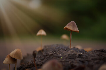 Conocybe mushrooms growing among buffalo dung. Shallow depth of field, close-up, backlit sunlight.