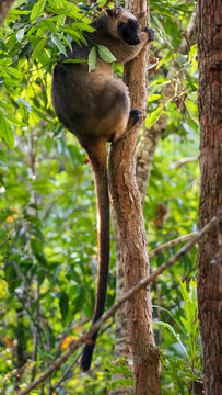 Tree kangaroo climbing 