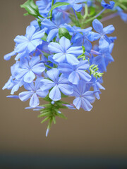 暑い夏に涼しげな花を咲かせるルリマツリ