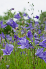 紫色のキキョウの花	