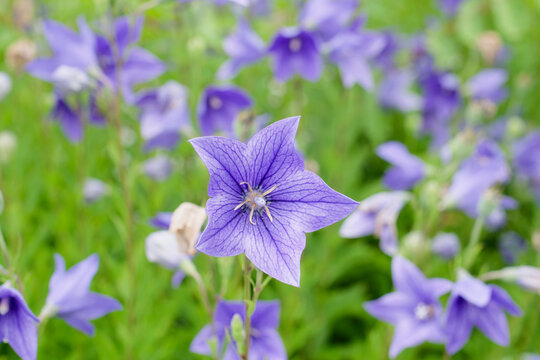 「桔梗の花」の写真素材 | 15,613件の無料イラスト画像 | Adobe Stock
