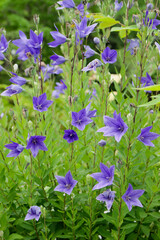 紫色のキキョウの花	