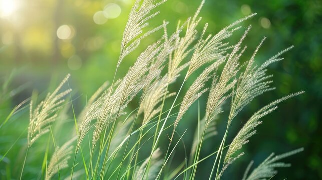 Grasses like Para grass buffalo grass and panicum grass for feeding animals