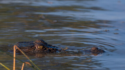 Freshwater crocodile at Mary River 