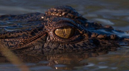  The eye of a freshwater crocodile 