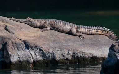 Freshwater crocodile 