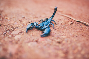 Claws, black scorpion and predator outdoor as Emperor arachnid with venom stinger, insect hunting and danger. Nocturnal, animal and pincers for caution, invertebrate and defence for prey in nature