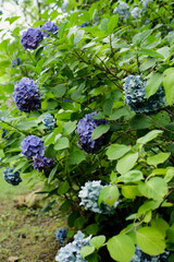 紫陽花