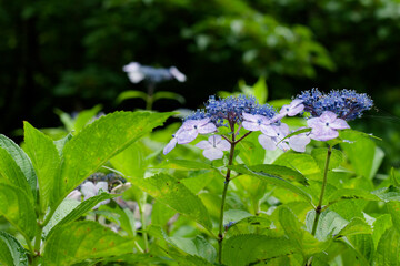 紫陽花