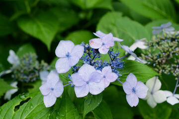 紫陽花