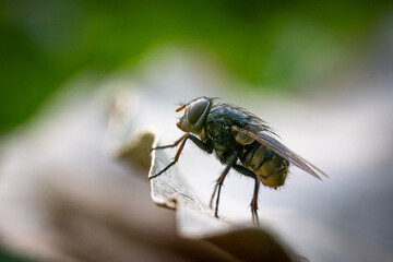 fly on leaf © Sergei