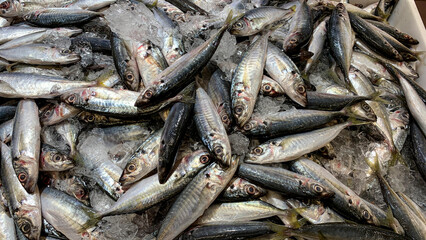 Fototapeta premium Fresh sardine fishes displayed in supermarket. Fresh seafood concept