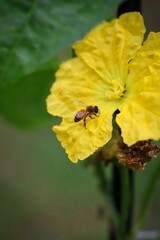 A close up shot of a honey bee working hard on a luffa flower in natural light.