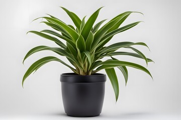 Dracaena fragrans janet lind plant in pot plain background, AI Generated