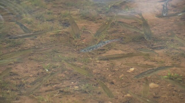 Trout parr swimming with other minnows in Lost Lake in the Uinta Mountains.