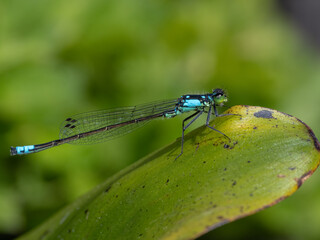 P6190067 male Pacific forktail damselfly, Ischnura cervula, on a leaf, cECP 2024