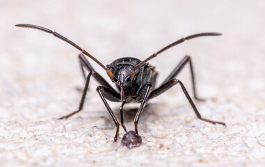 Fototapeta premium close up of a mosquito