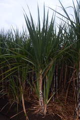 Sugar cane plantation growing up in Jember, Indonesia