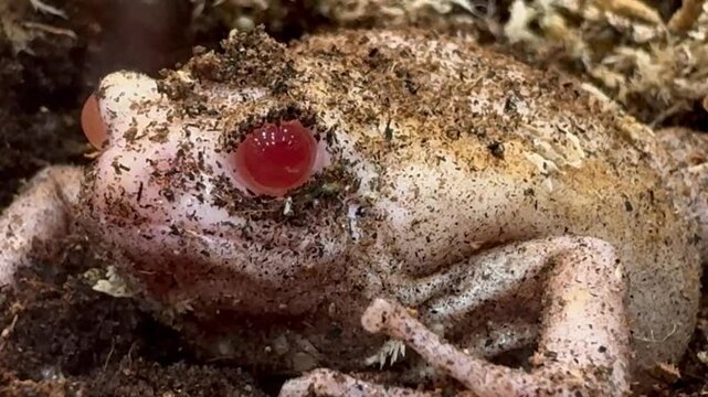 Breviceps spp frog with pinkish body and red eyes