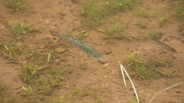 Rainbow Trout Fingerling swimming in the shallows with other minnows in the Uinta Mountains in Utah.