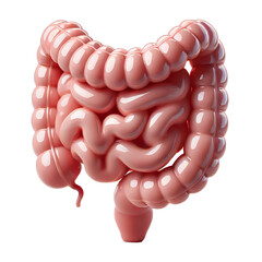 Glossy 3D Human Intestines Illustration