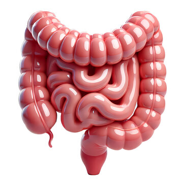 Detailed Glossy 3D Human Intestines