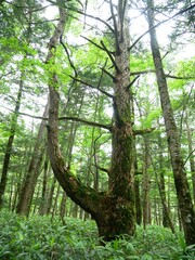 上高地（長野：松本）