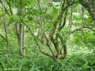 上高地（長野：松本）