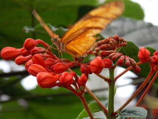 Orange butterfly flapping its wings