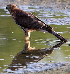 Hawk Standing in the Shallows