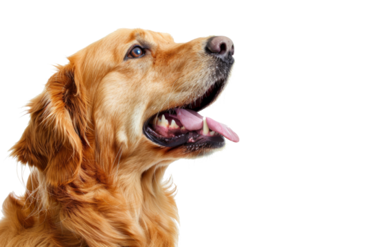 Portrait of barking dog that look dangerous showing teeth with angry emotion isolated on background