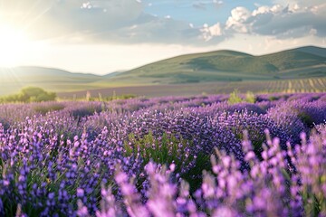 Naklejka premium Lavender Field with Rolling Hills in Distance