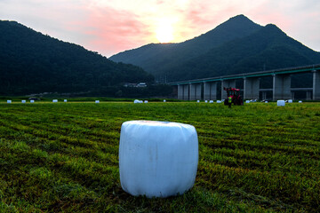 The beautiful bales ensilage wrapped in whte polyethylene in the green field.
