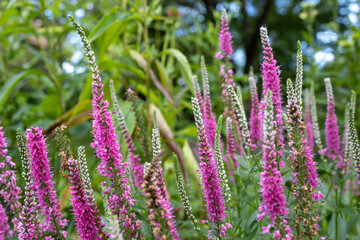 Full frame macro abstract texture background of blooming spiked speedwell (veronica spicata) flowers in a summer garden