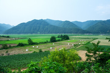 The beautiful green field on summer.  © Chongbum Thomas Park