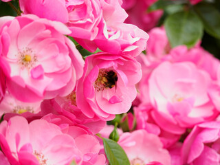 花粉を集める蜂