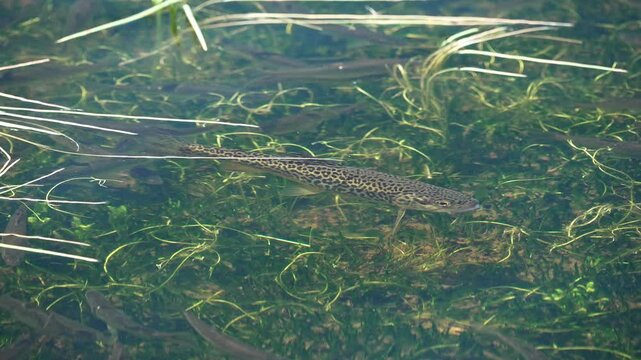 Tiger Trout floating in the shallow water as minnows swim around in the Uinta Mountains in Utah.