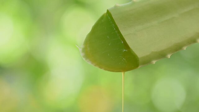 Aloe vera yellow latex are anthraquinone group substances such as aloin, barbaloin (aloe-emodin), chrysophanic acid on natural background.
