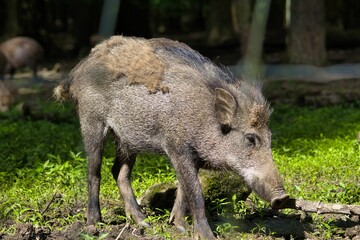 Wild boar foraging in a forest clearing with sunlight filtering through the trees