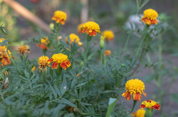 A photo of several marigolds growing in the garden, yellow and orange flowers with red centers, blurry background showing other plants and grasses in the yard, natural light
