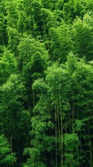 Fototapeta premium Serene Bamboo Grove: A Tranquil Backdrop of Nature's Harmony in a Lush Bamboo Forest, Evoking Peace and Connection with the Earth.
