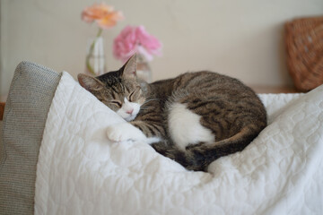 ソファの上で眠る猫