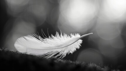 Black and white bird feather in focus with blurred background