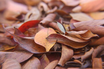 close up of leaves