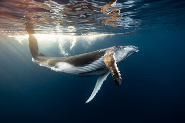Young Humpack Whale Playing underwater High Quality