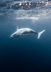 Fototapeta premium Young Humpack Whale playing underwater High Quality